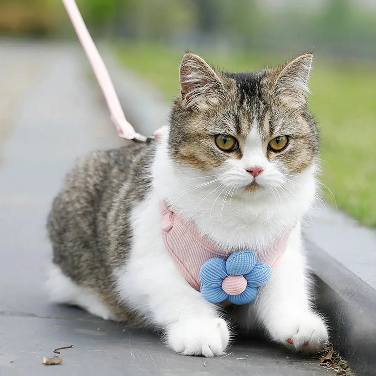Cat Harness and Leash Sets Adjustable Dog Harness for Small Dog Leash Breashable Pet Harness Out Walking Dog Strap CobraDobra