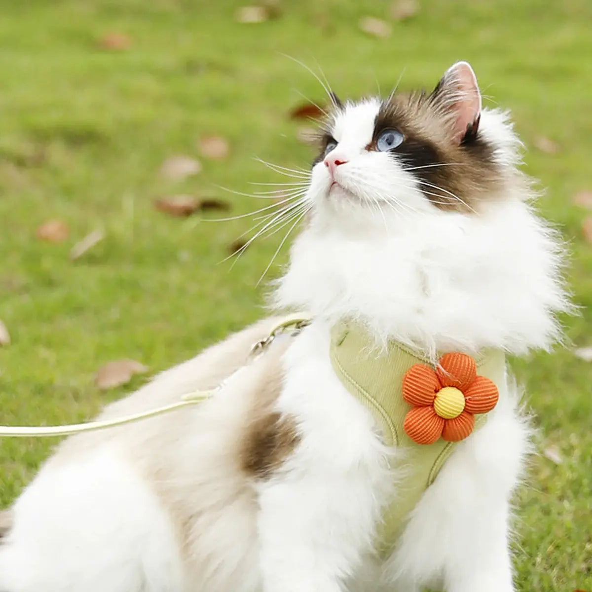 Cat Harness and Leash Sets Adjustable Dog Harness for Small Dog Leash Breashable Pet Harness Out Walking Dog Strap CobraDobra